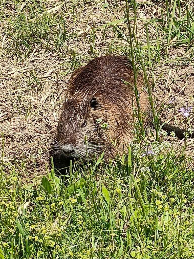 赤穂城跡に住むヌートリア